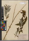 Foto von Salix wallichiana Andersson